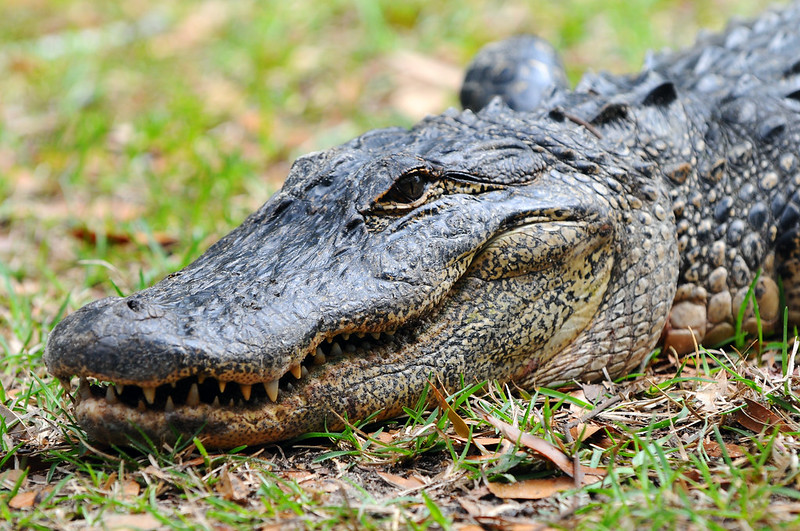 Close-Up Photo of Alligator Head