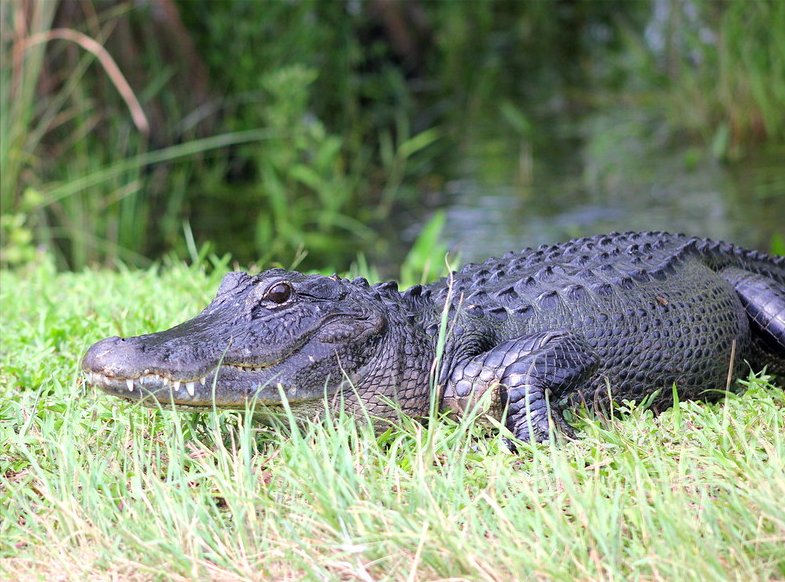 Florida alligator, A large adult American alligator's weight and length is 800 pounds (360 kg) and 13 feet (4.0 m) long
