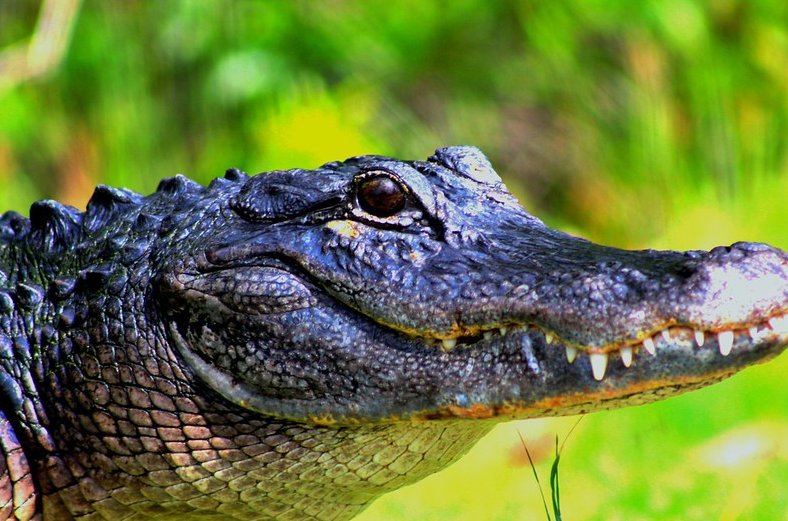 Florida alligator, A large adult American alligator's weight and length is 800 pounds (360 kg) and 13 feet (4.0 m) long