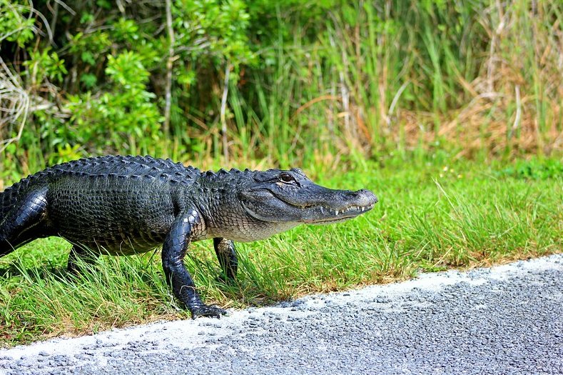 A large adult American alligator in Florida, USA