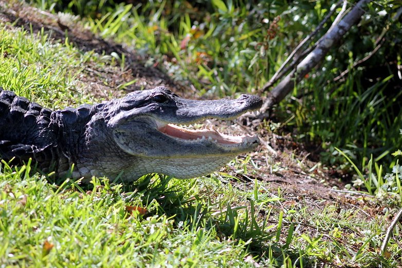 Florida alligator, A large adult American alligator's weight and length is 800 pounds (360 kg) and 13 feet (4.0 m) long