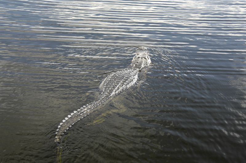 An American alligator swims in Everglades National Park, Florida
