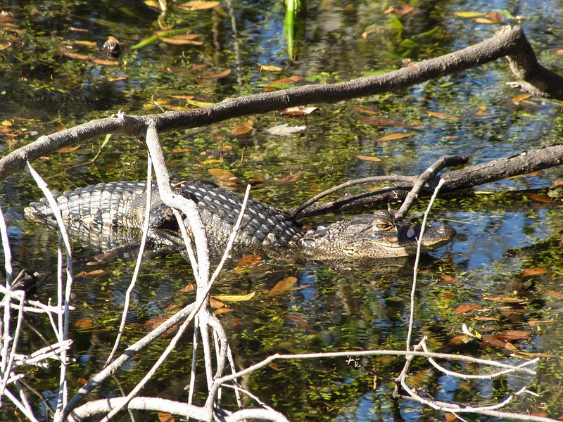 Young alligator, Alligator mississippiensis Sawgrass Lake Park