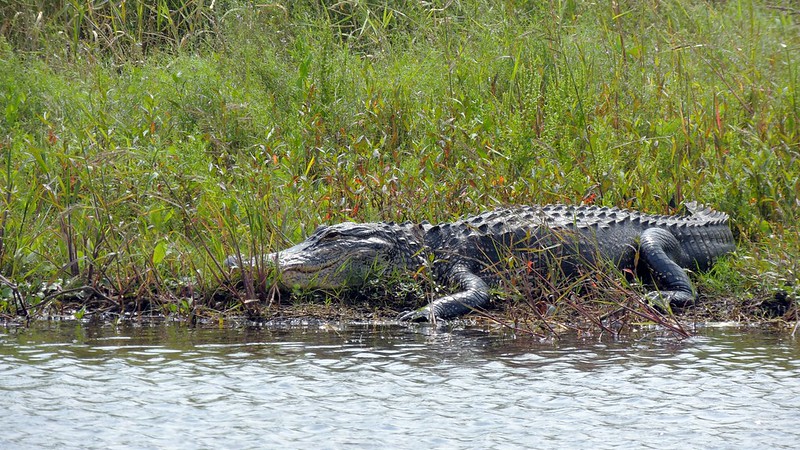 Alligator in Myakka River State Park. Sarasota County, Florida