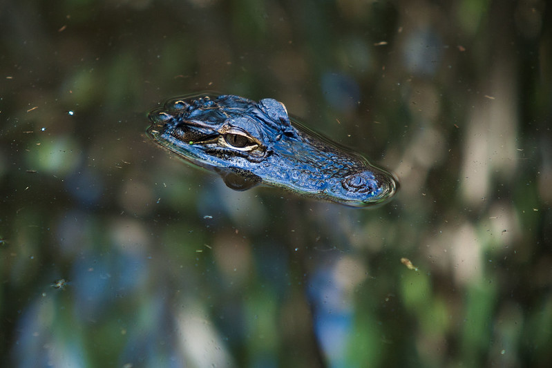 Alligator head coming out of water in Sea Pines Forest Preserve, SC