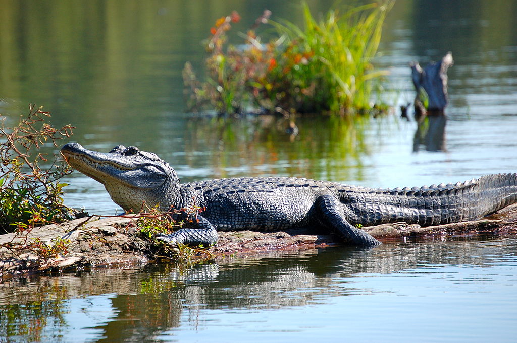 Alligator on Lake Martin, Terrebonne Parish, Louisiana