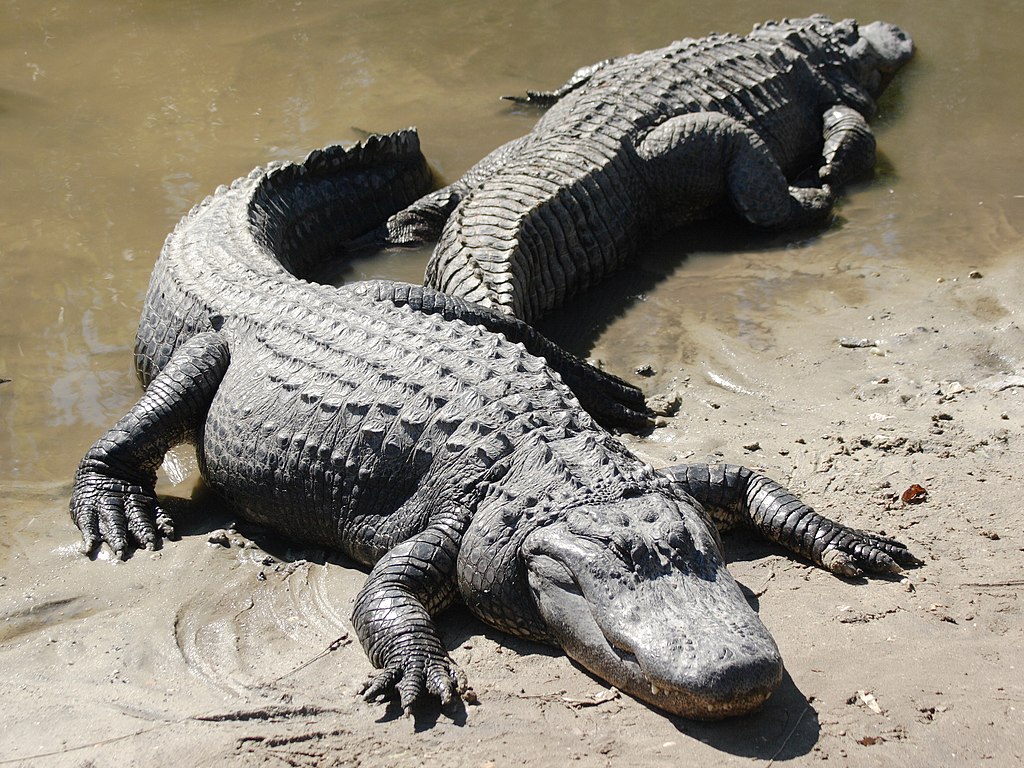 Two American Alligators (Alligator mississippiensis), Florida, USA
