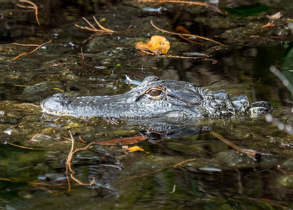 American alligator in the Green Cay wetlands