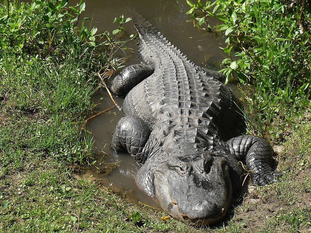 Alligator At The Central Florida Zoo In Sanford, Florida