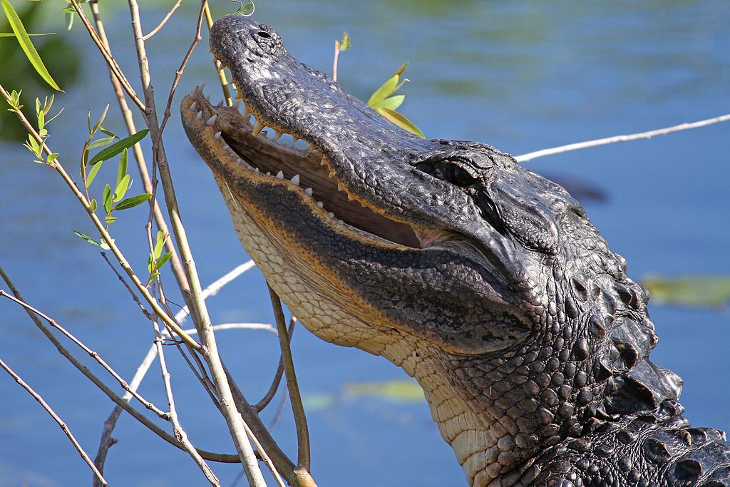 American Alligator - Alligator mississippiensis, Everglades National Park, Homestead, Florida