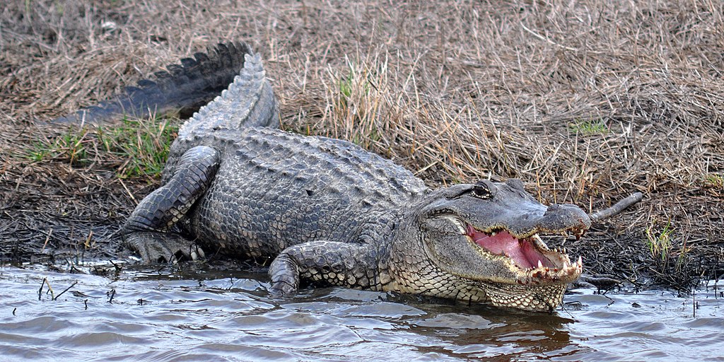 American Alligator (Alligator mississippiensis) photographed in Chambers Co., Texas