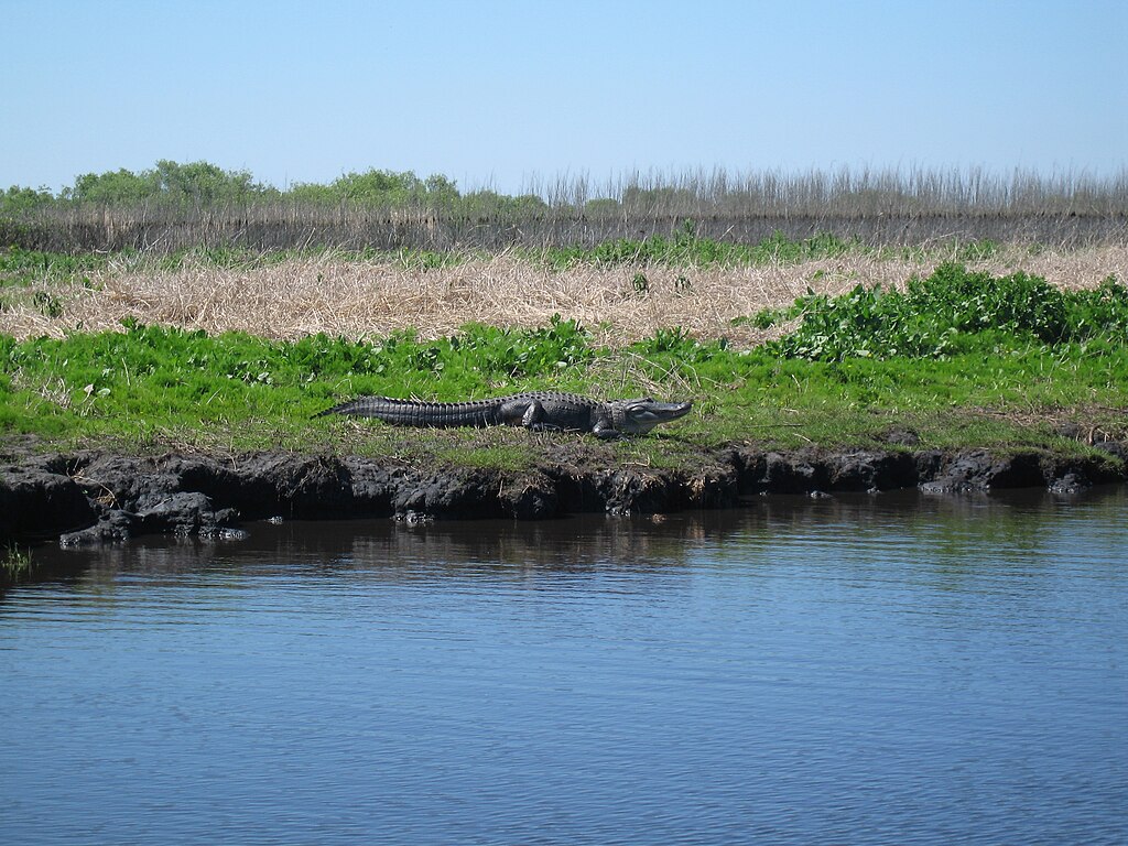 American Alligator on the St. Johns River in Cocoa, Florida.