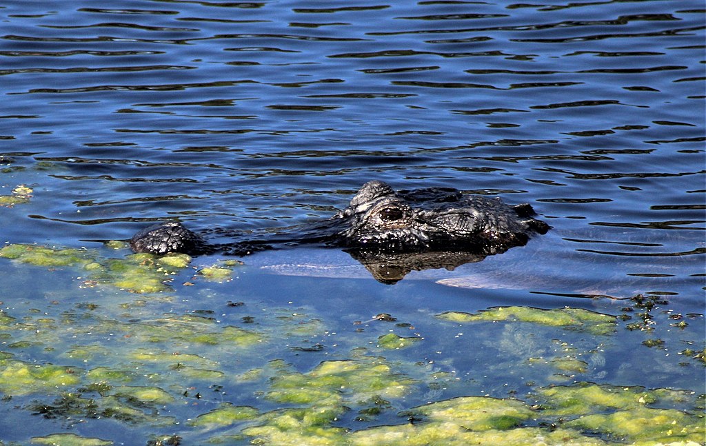 Head of alligator in Taylor Lake, Largo, Florida