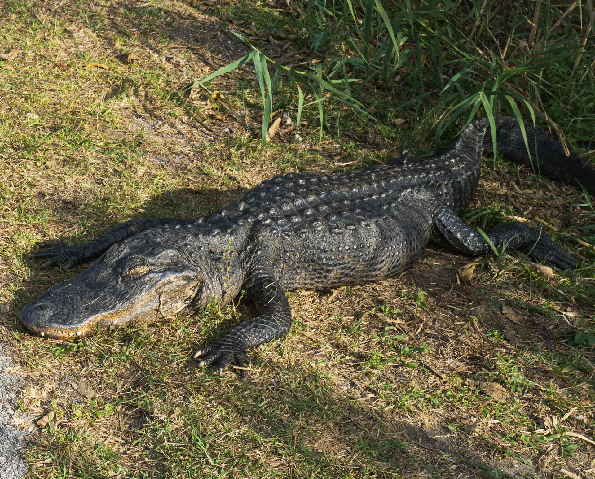 Large alligator lying on the ground