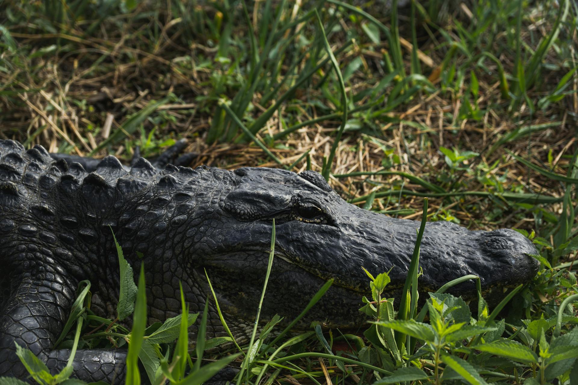 Large alligator hidden in the grass