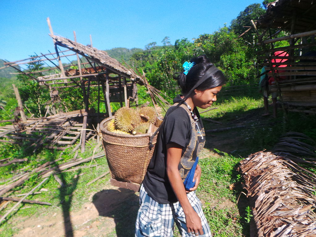 Tao't Bato tribe in Singnapan Valley harvest ripe durian