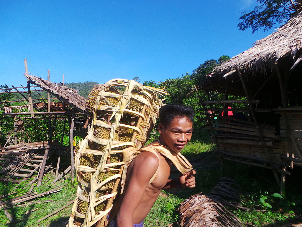 Tao't Bato tribe in Singnapan Valley harvest ripe durian