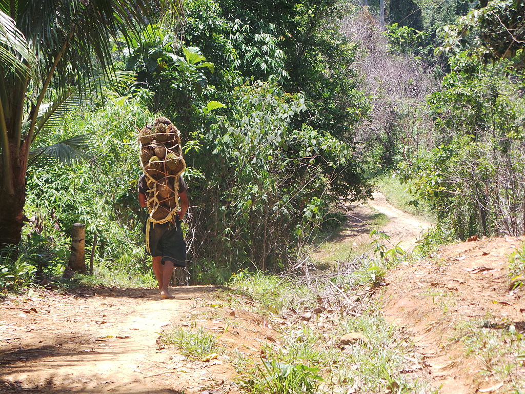 Tao't Bato tribe in Singnapan Valley harvest ripe durian...