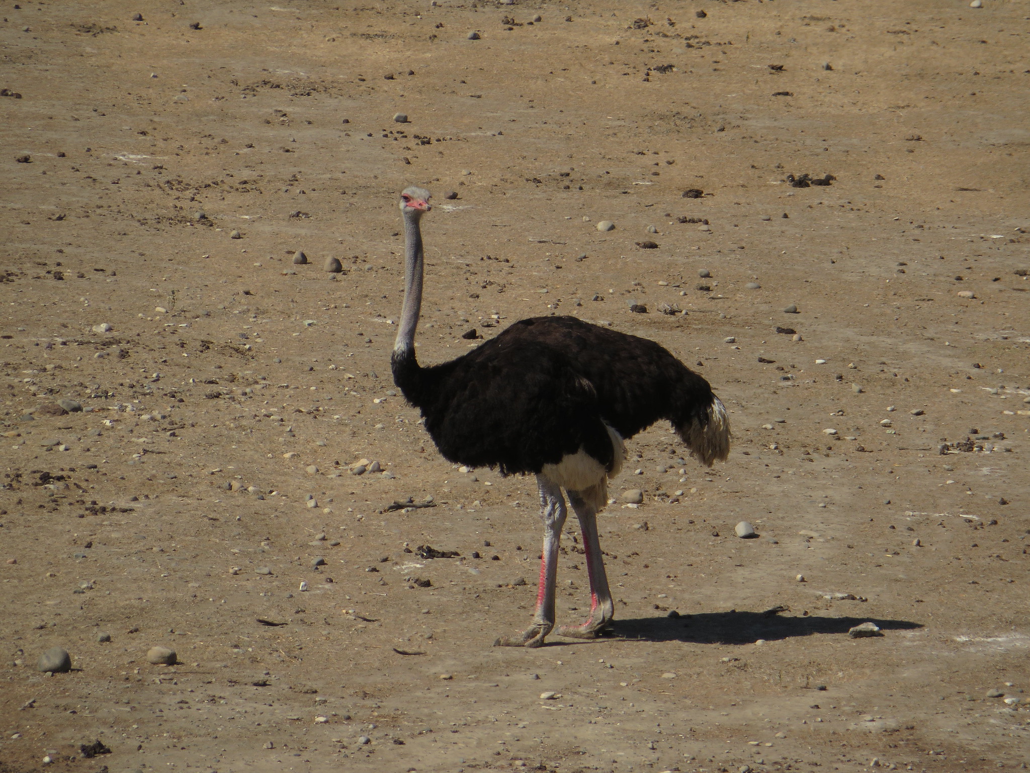 Ostriches, Buellton, California - 2016
