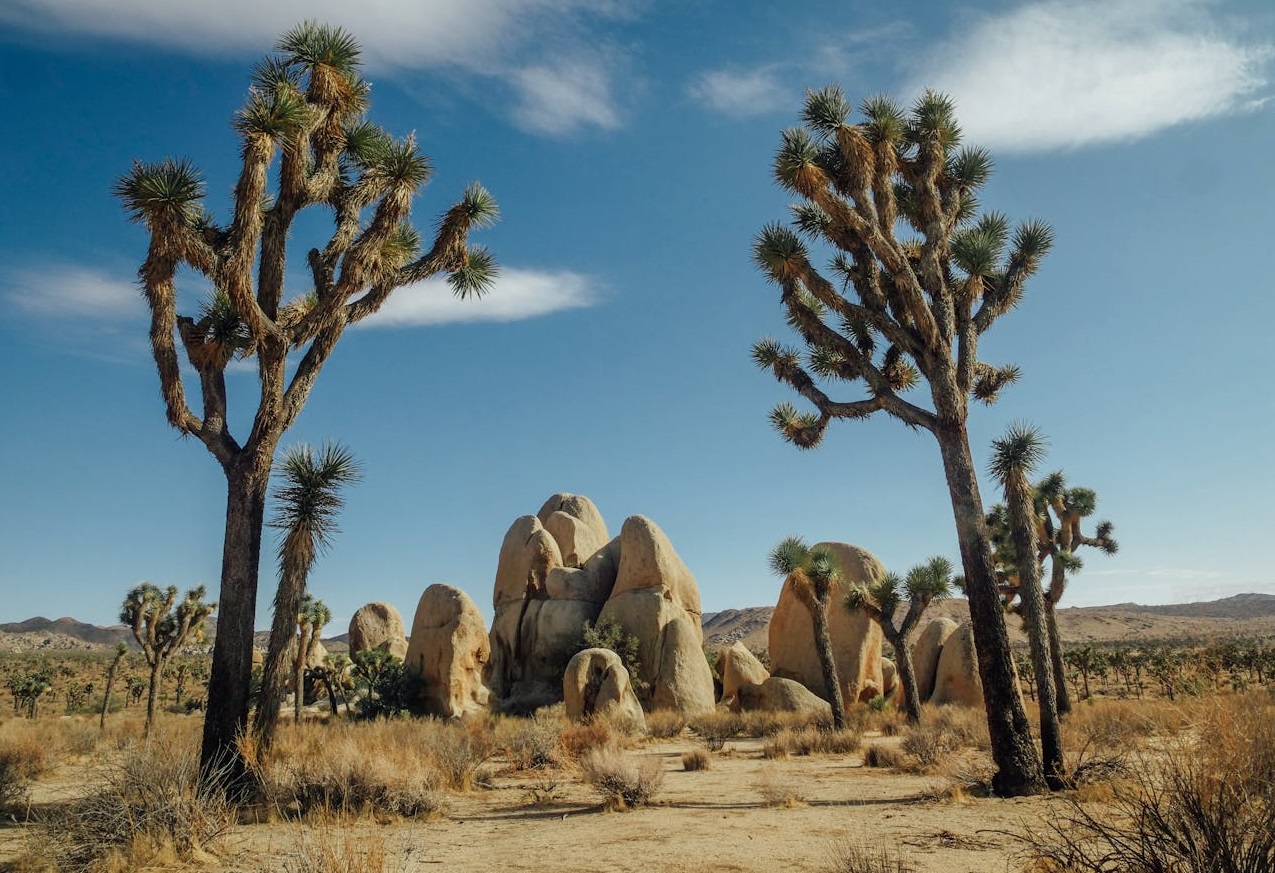 Joshua Trees in Desert.
