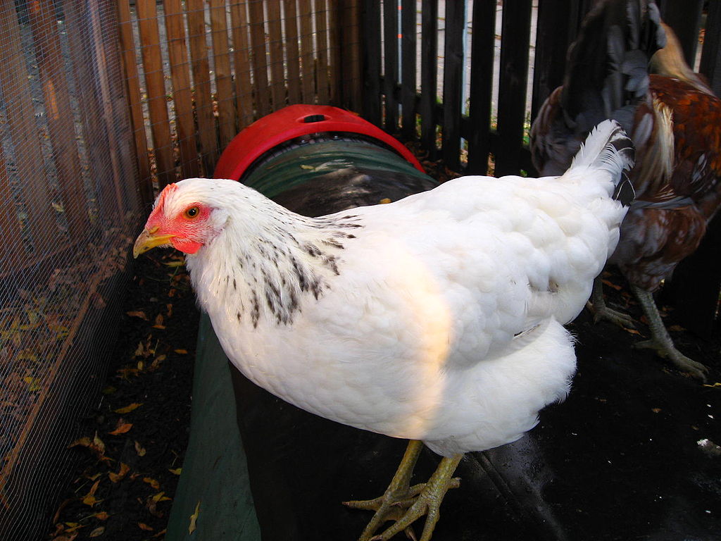 A Delaware hen, breed of chicken