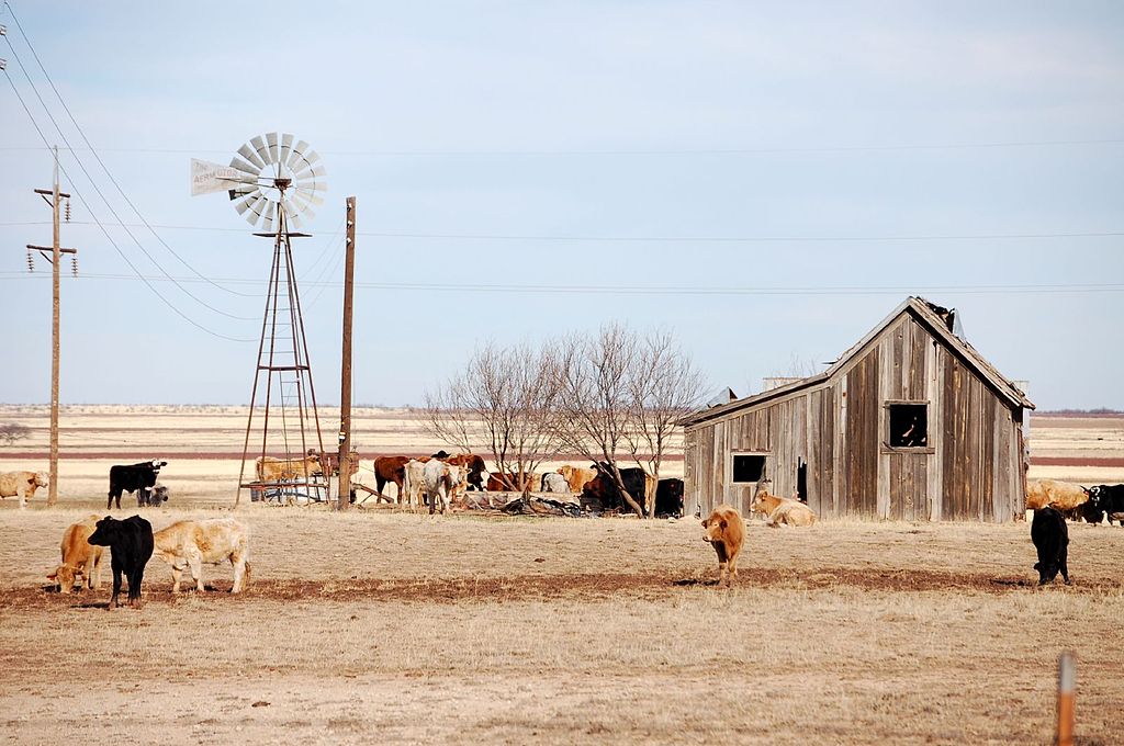 Texas Landscape with cows, old wooden shed and windmill