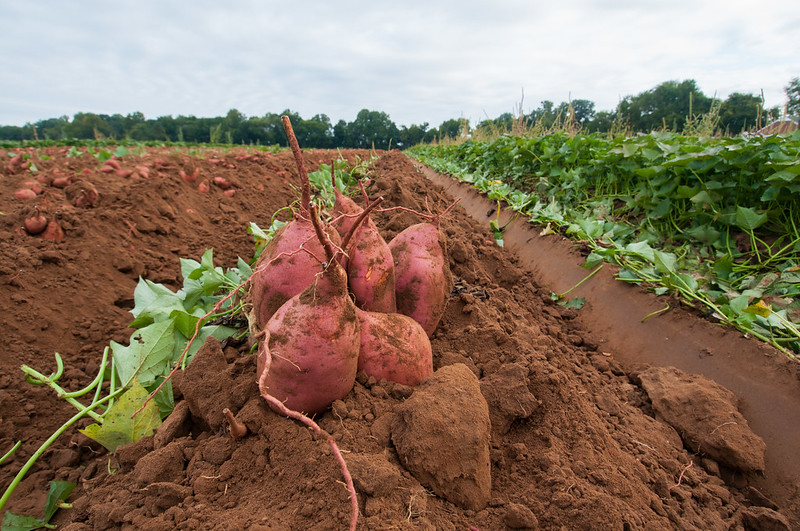 Sweet potatoes harvest