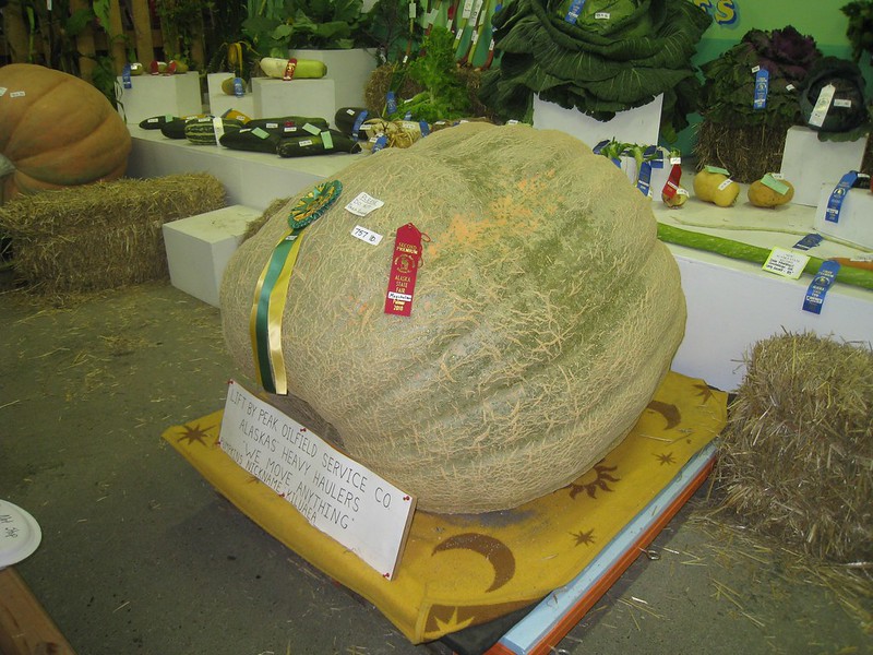 Super veggies at the Alaska State Fair