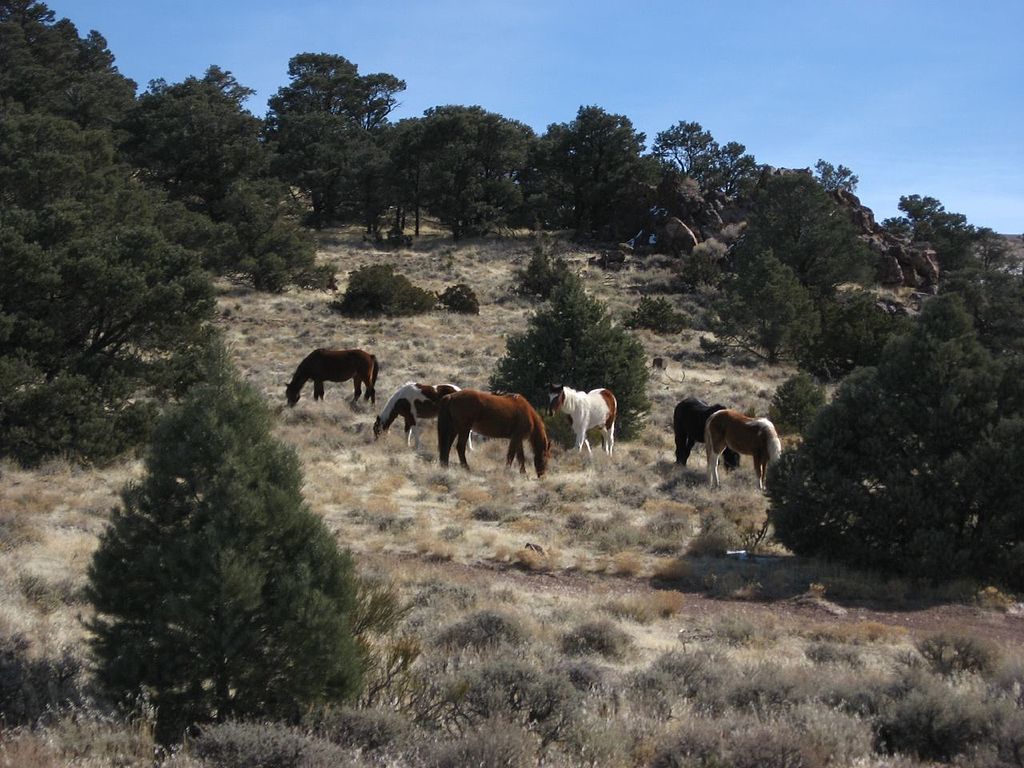 Wild Horses, Nevada State Route 341 Between Virginia City and Reno, Nevada