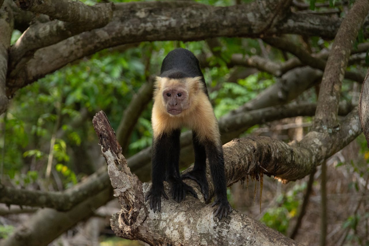 Capuchin monkey in nature.