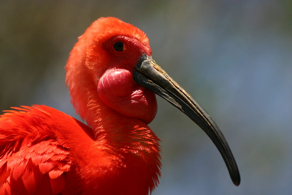 The head of an adult male Scarlet Ibis