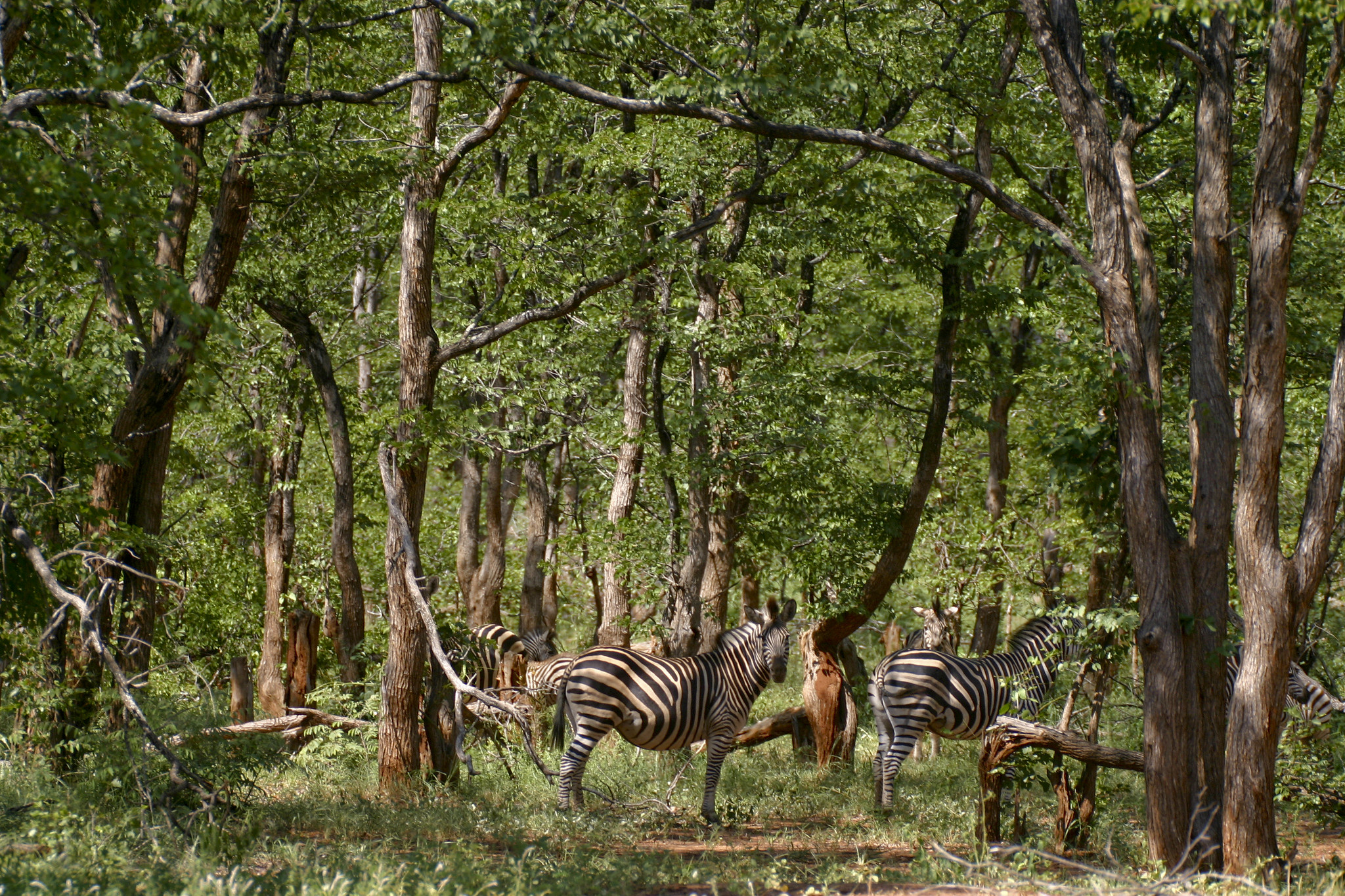 Mopane Woodland with zebras
