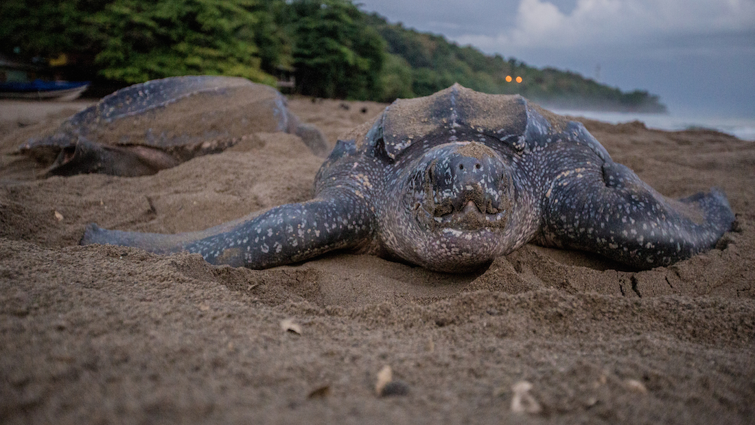 Leatherback turtle nesting on a beach in Grande Riviere, Trinidad and Tobago.