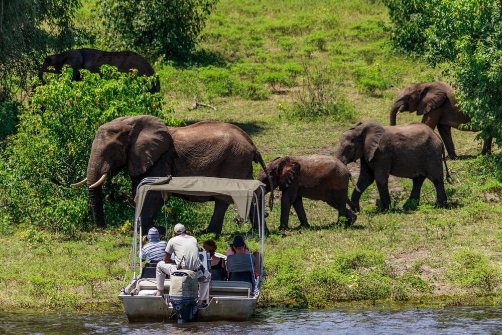 People watching Elephants