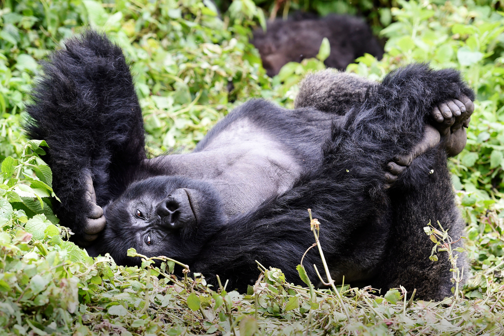 Volcanoes National Park Gorillas
