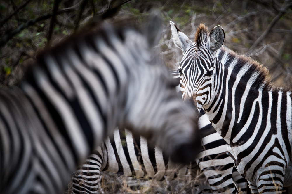 Common Zebras In Chyulu Hills Conservatory In Kenya