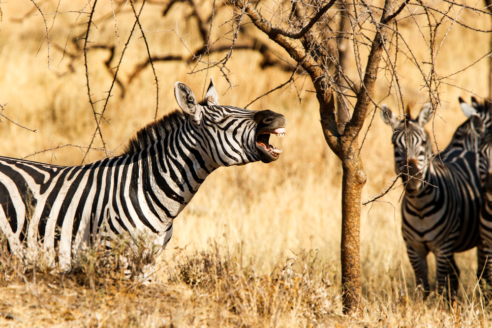 Zebra in Mwiba Wildlife Reserve, Tanzania