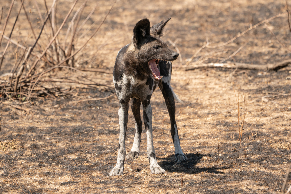 Mwiba Wildlife Reserve in Tanzania