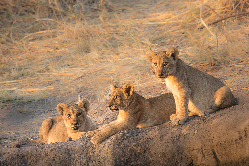 Ruaha National Park, Tanzania