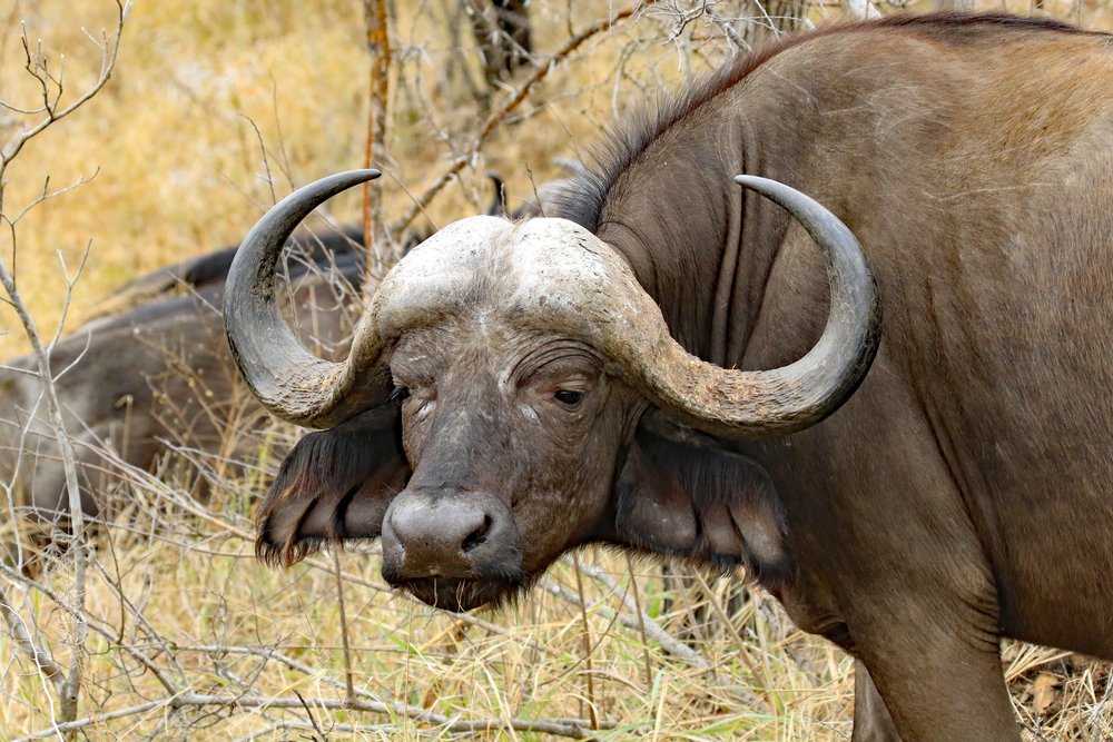 Thornybush Private Game Reserve