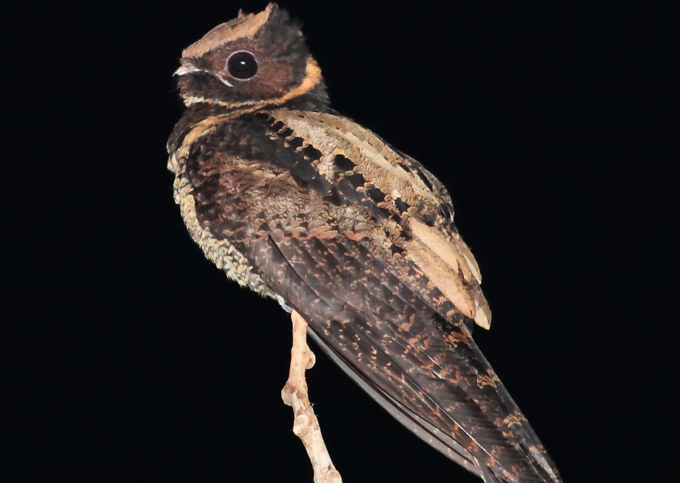 Nightjar bird