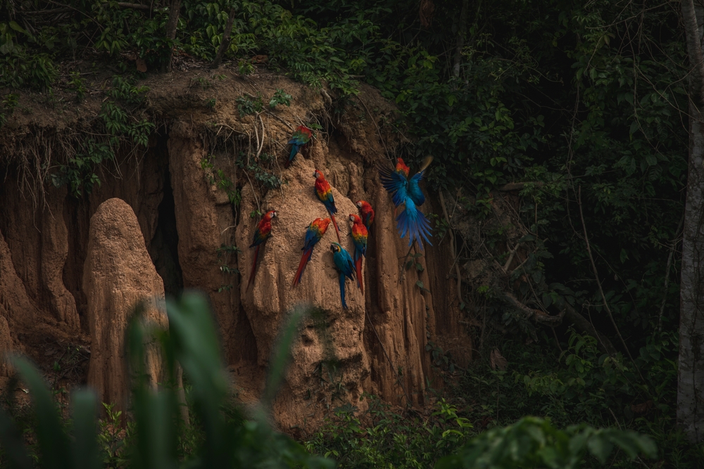 Wildlife of Tambopata National Reserve, Madre de Dios - Peru