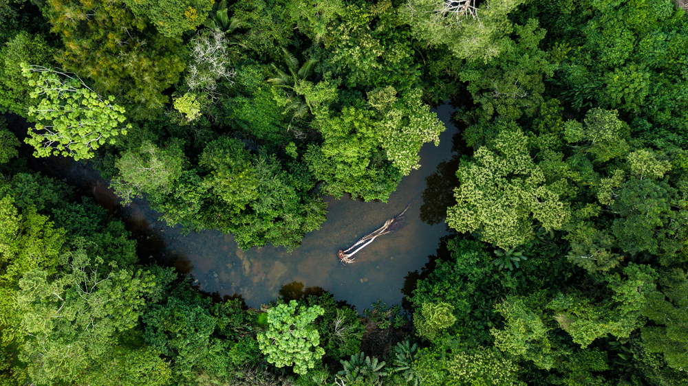 Aerial photo of river in amazon