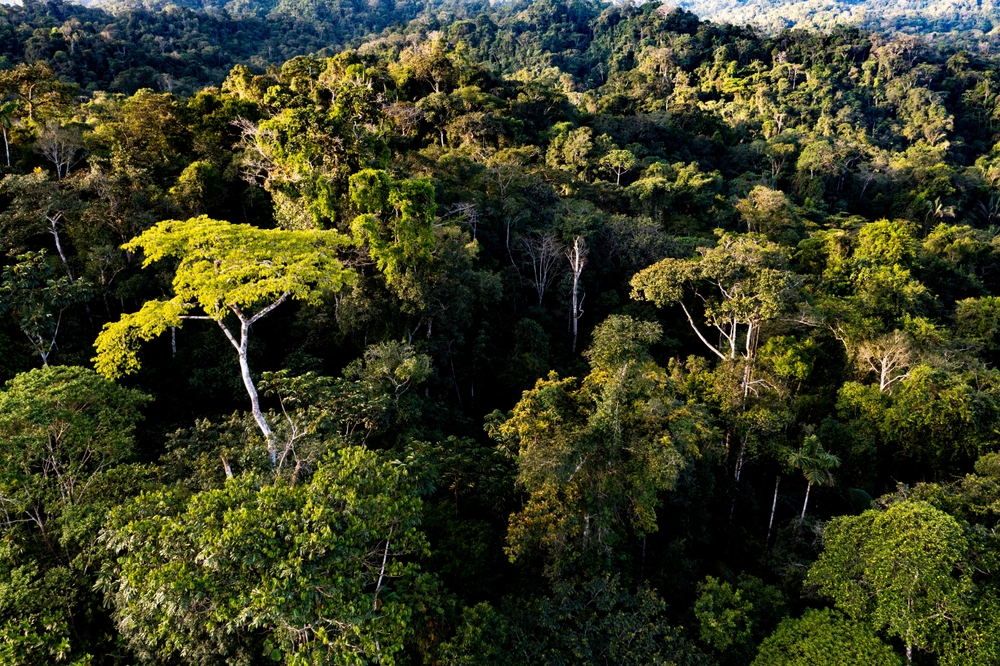 View over a tropical forest canopy