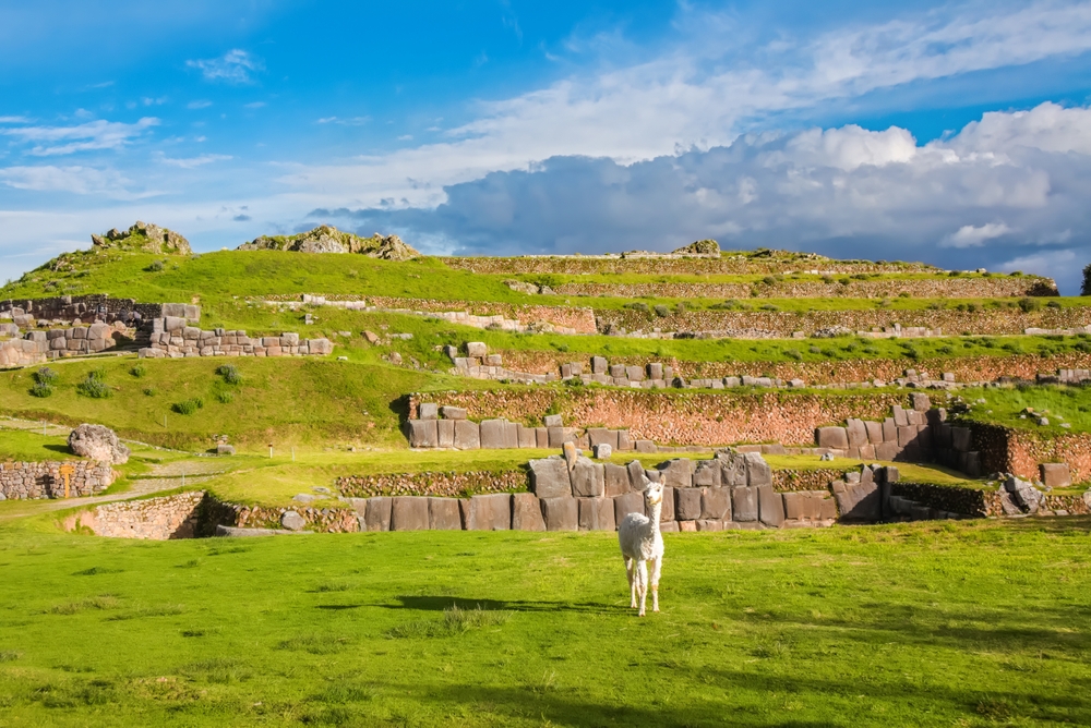 Llamas and alpacas at Sacsayhuaman, incas ruins Peru