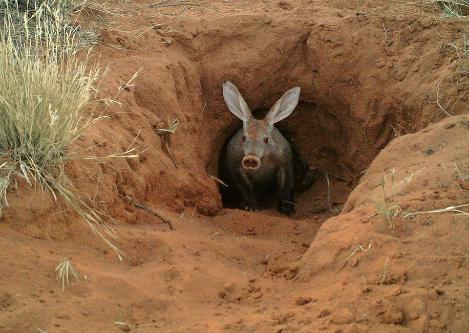 Aardvark holes