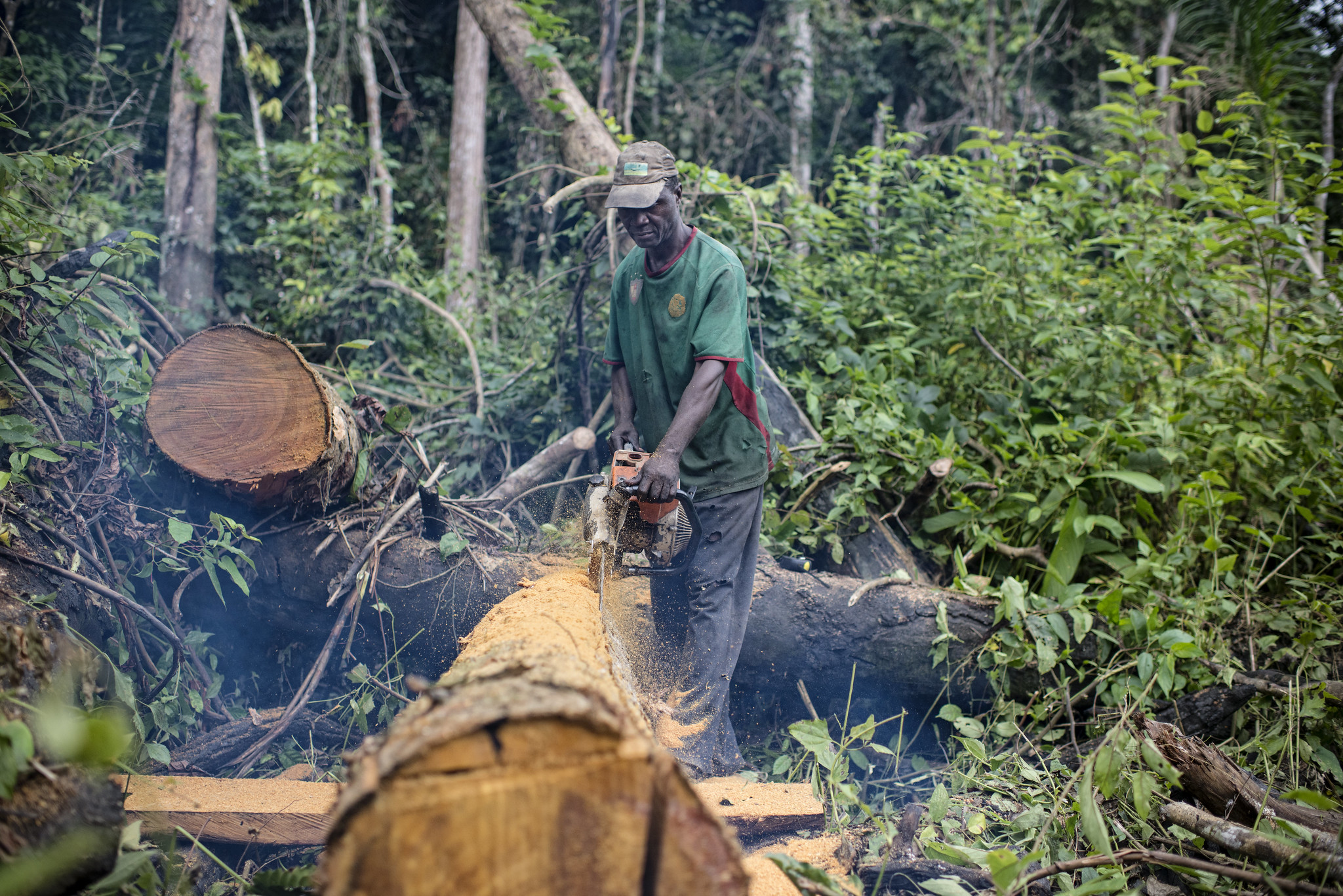 Carpenter chainsawing a felled tree in a forest - 2012