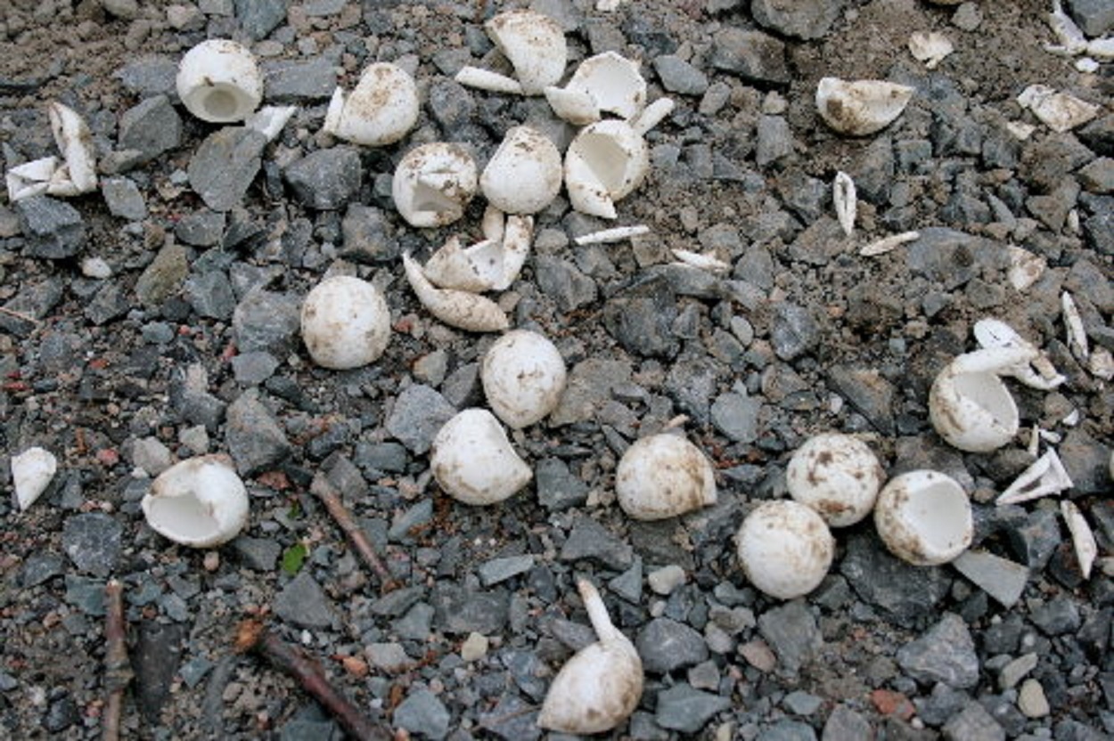 Snapping Turtle eggs - 2009