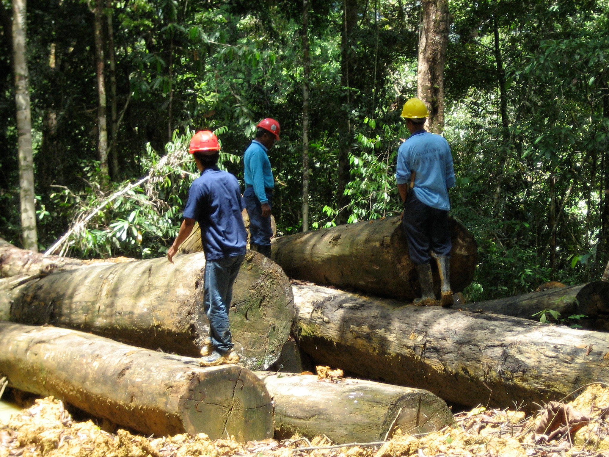 Logging activity in Berau, East Kalimantan, Indonesia. - 2017