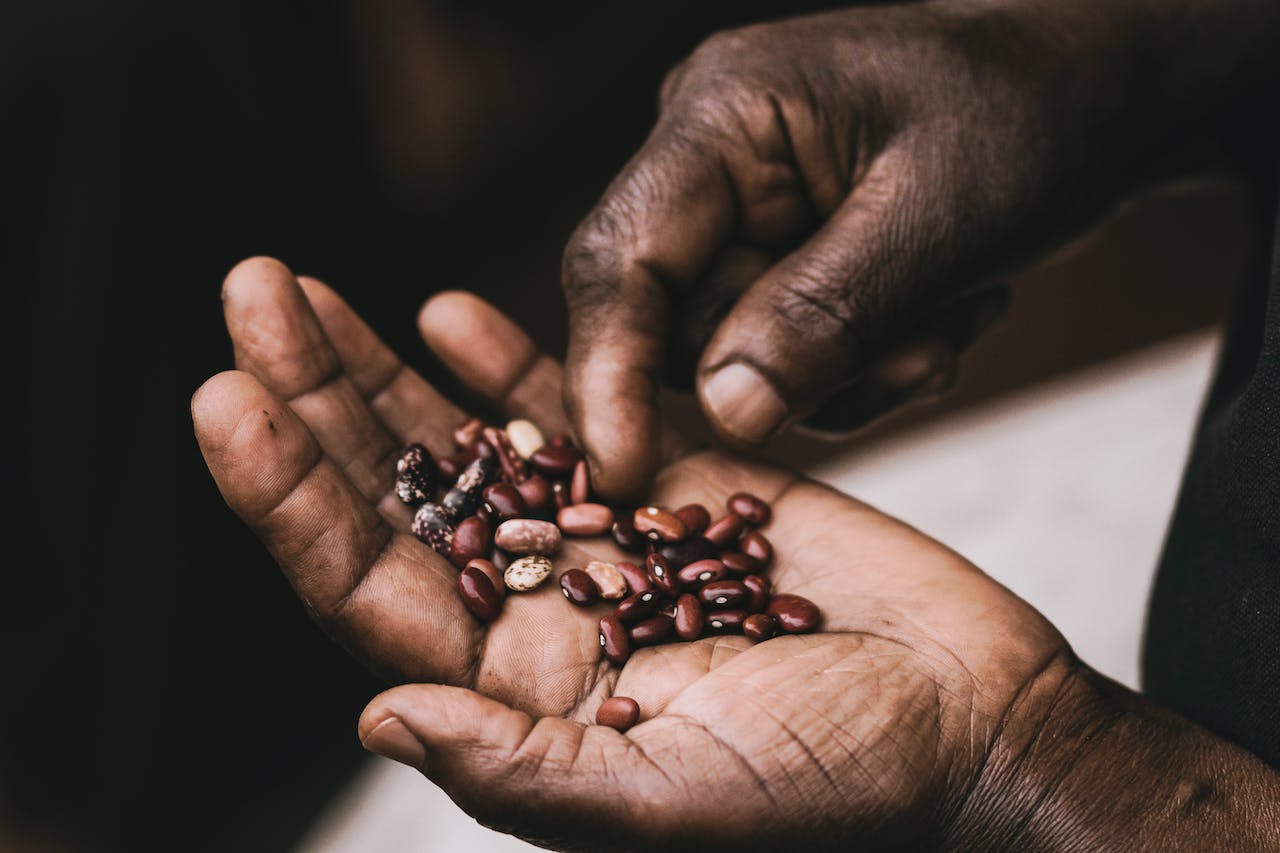 Brown beans on palm